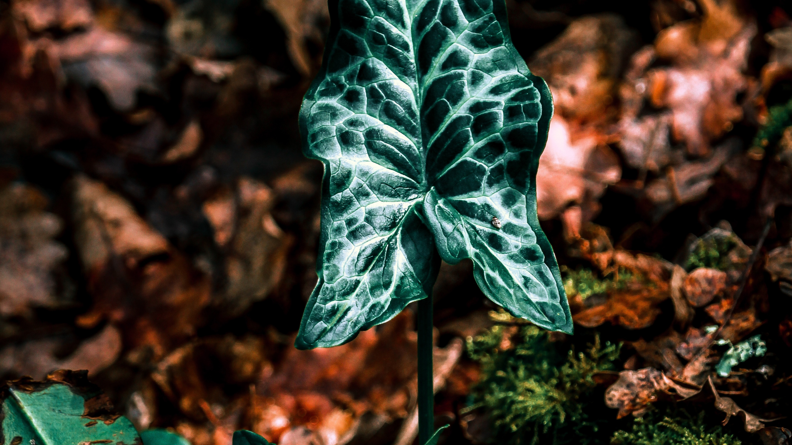 Feuille, Green, Botanique, Ivy, Dossinia. Wallpaper in 2560x1440 Resolution