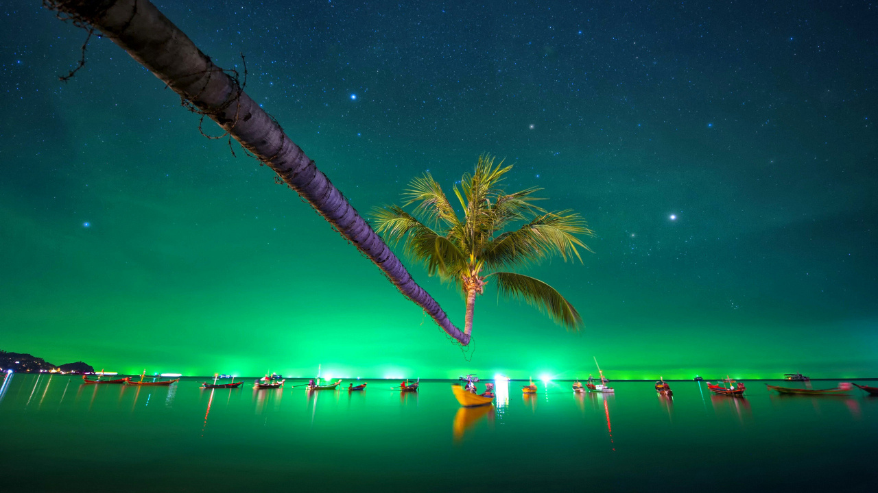 Palme in Der Nähe Eines Gewässers Während Der Nacht. Wallpaper in 1280x720 Resolution