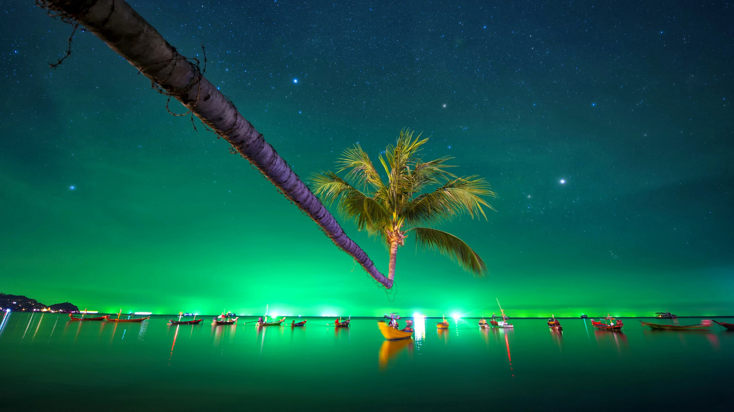 Palm Tree Near Body of Water During Night Time. Wallpaper in 2560x1440 Resolution