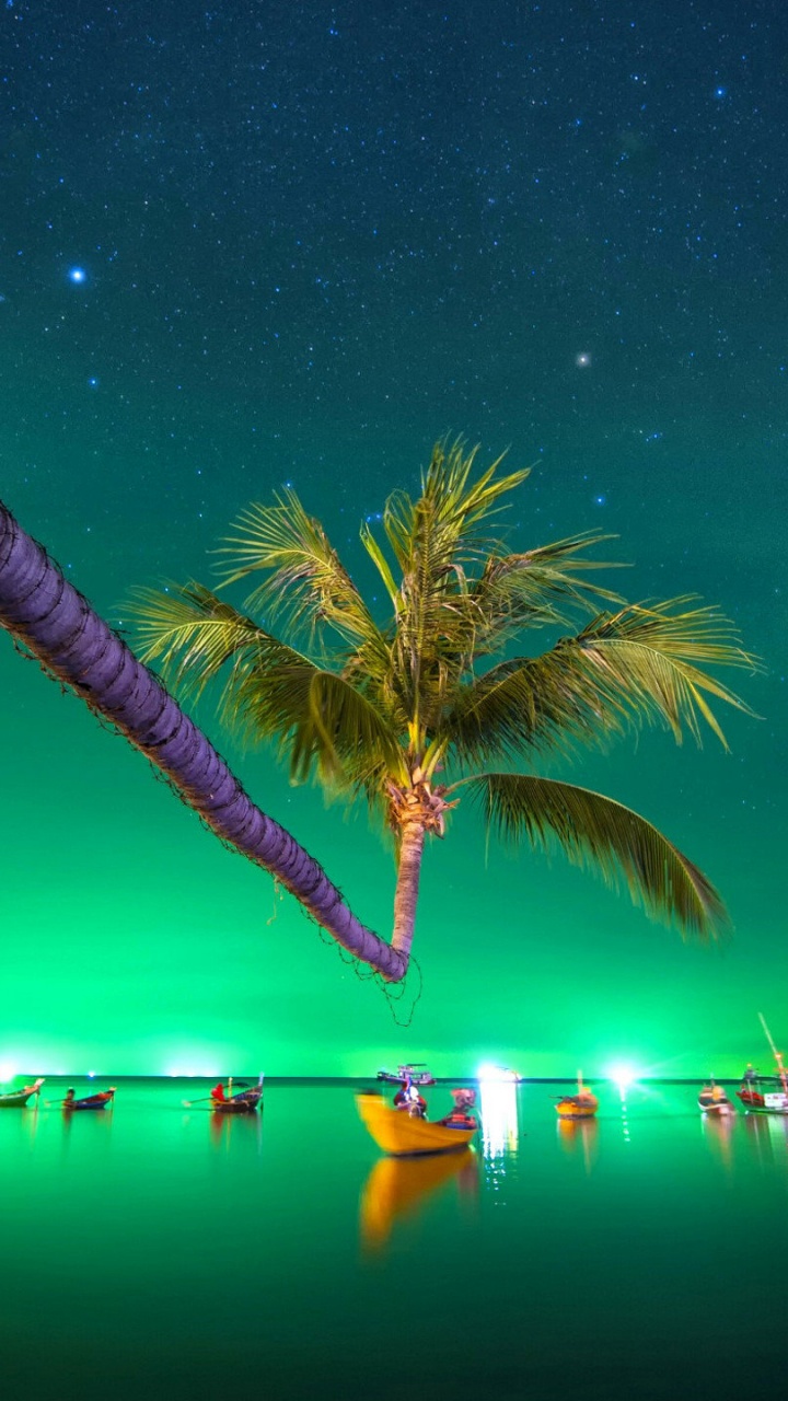 Palm Tree Near Body of Water During Night Time. Wallpaper in 720x1280 Resolution