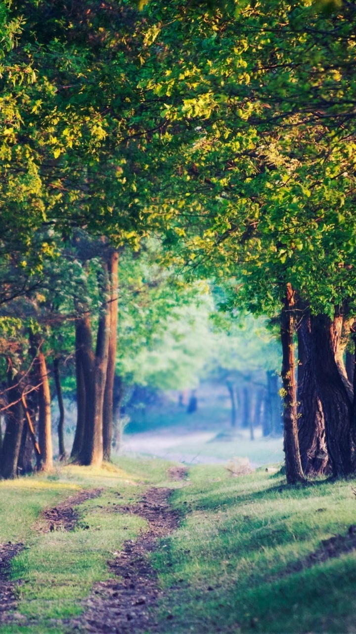 Grüne Wiese Mit Bäumen. Wallpaper in 720x1280 Resolution