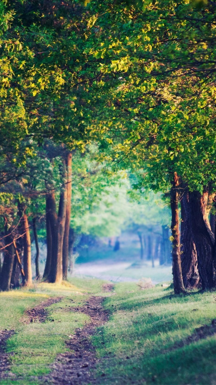 Champ D'herbe Verte Avec Des Arbres. Wallpaper in 750x1334 Resolution