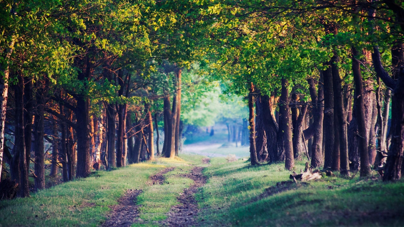 森林, 性质, 林地, 生态系统, 路径 壁纸 1366x768 允许