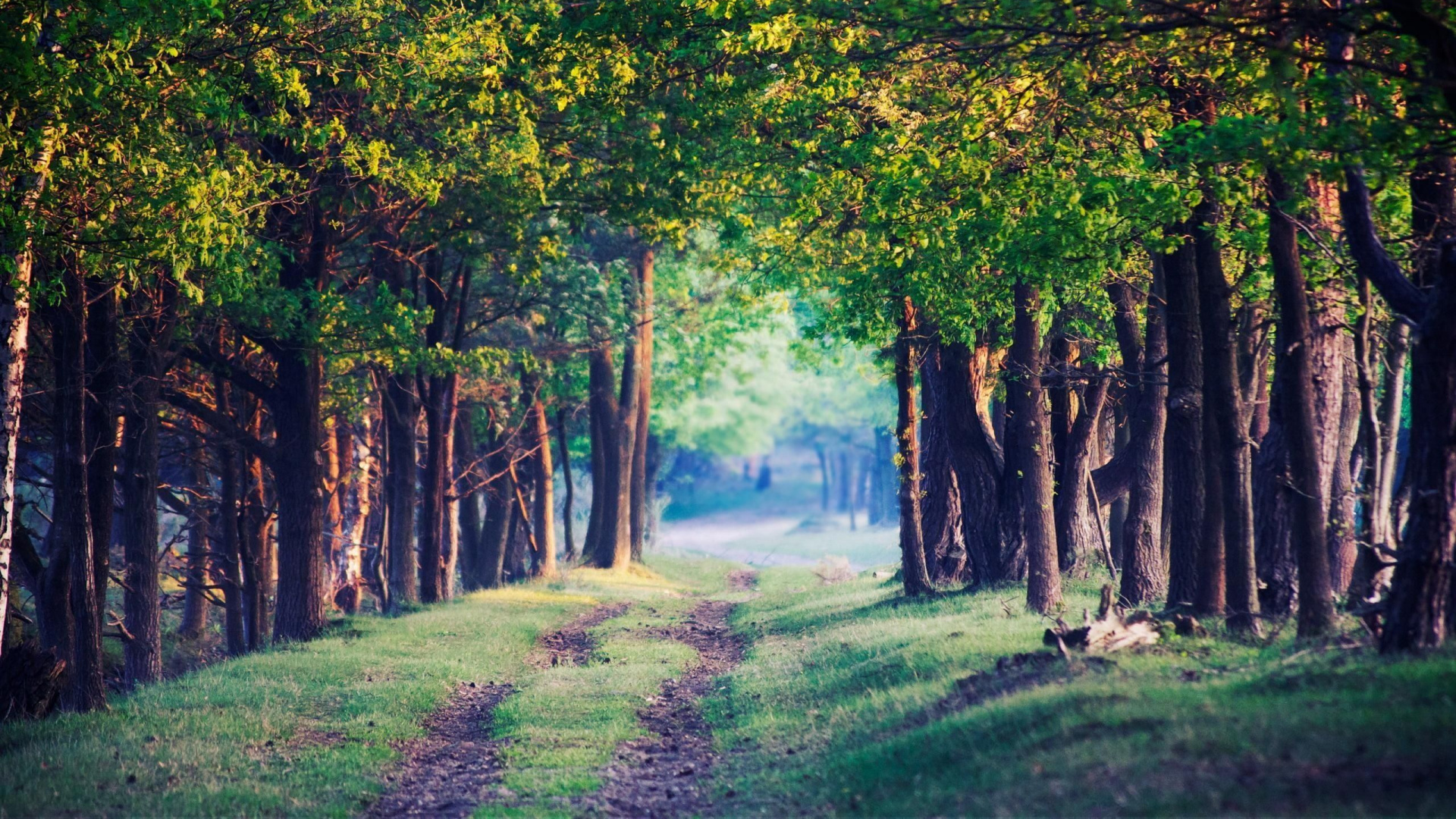Green Grass Field With Trees. Wallpaper in 1920x1080 Resolution