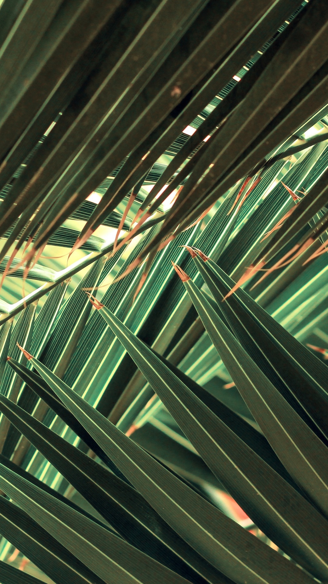 绿色的, 建筑, 棕榈树, 对称, 大都会 壁纸 1080x1920 允许