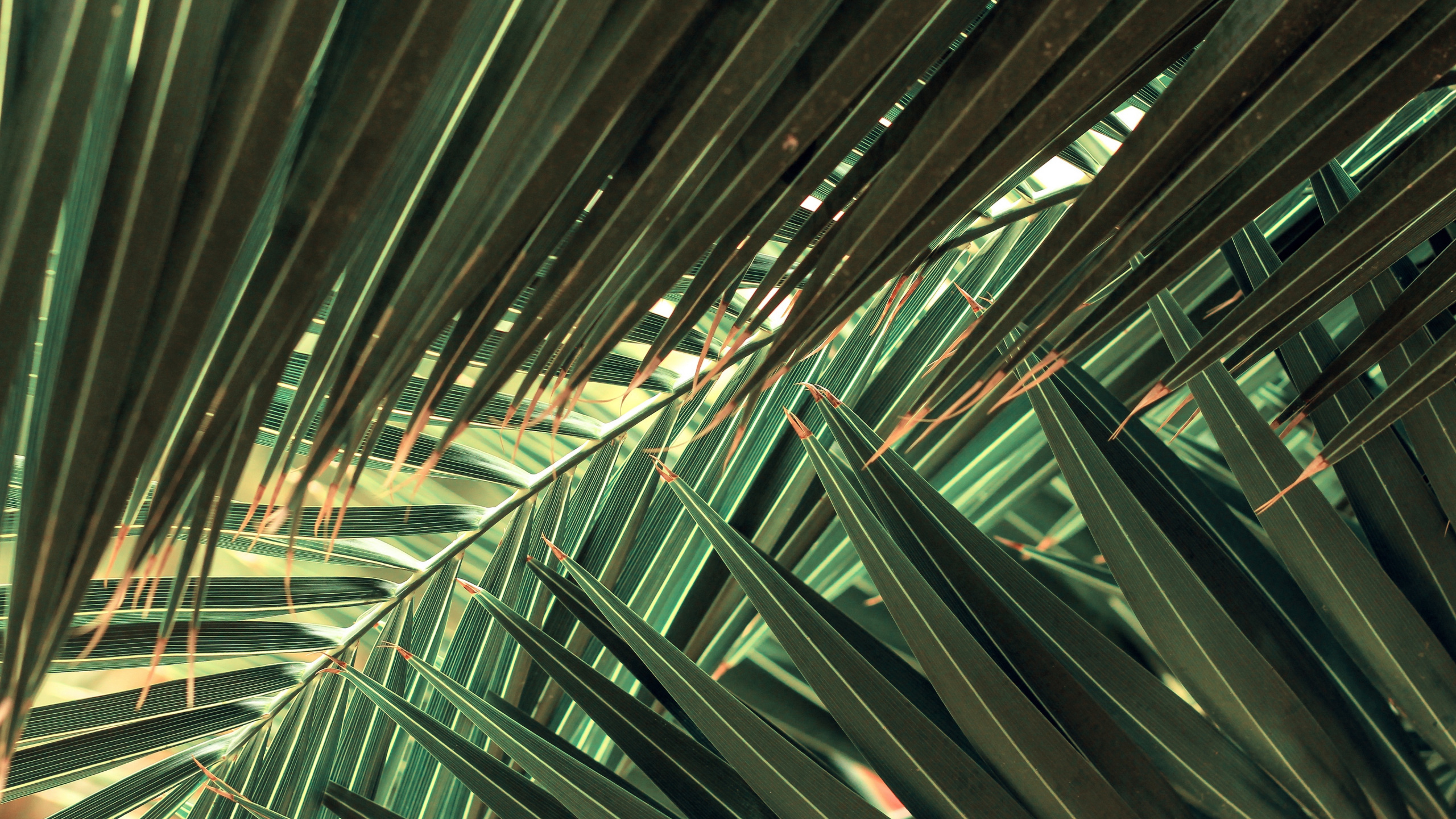 绿色的, 建筑, 棕榈树, 对称, 大都会 壁纸 2560x1440 允许