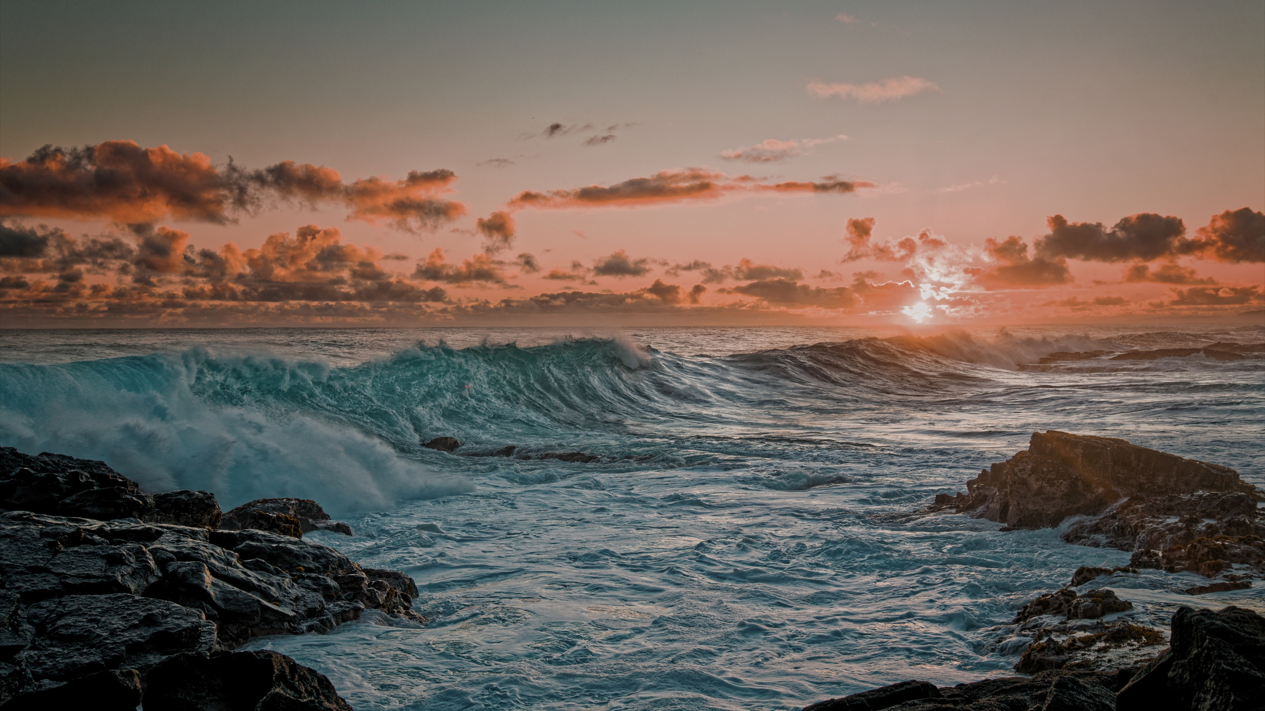 Ocean, Horizon, Turtle, Promontory, Nature. Wallpaper in 2560x1440 Resolution