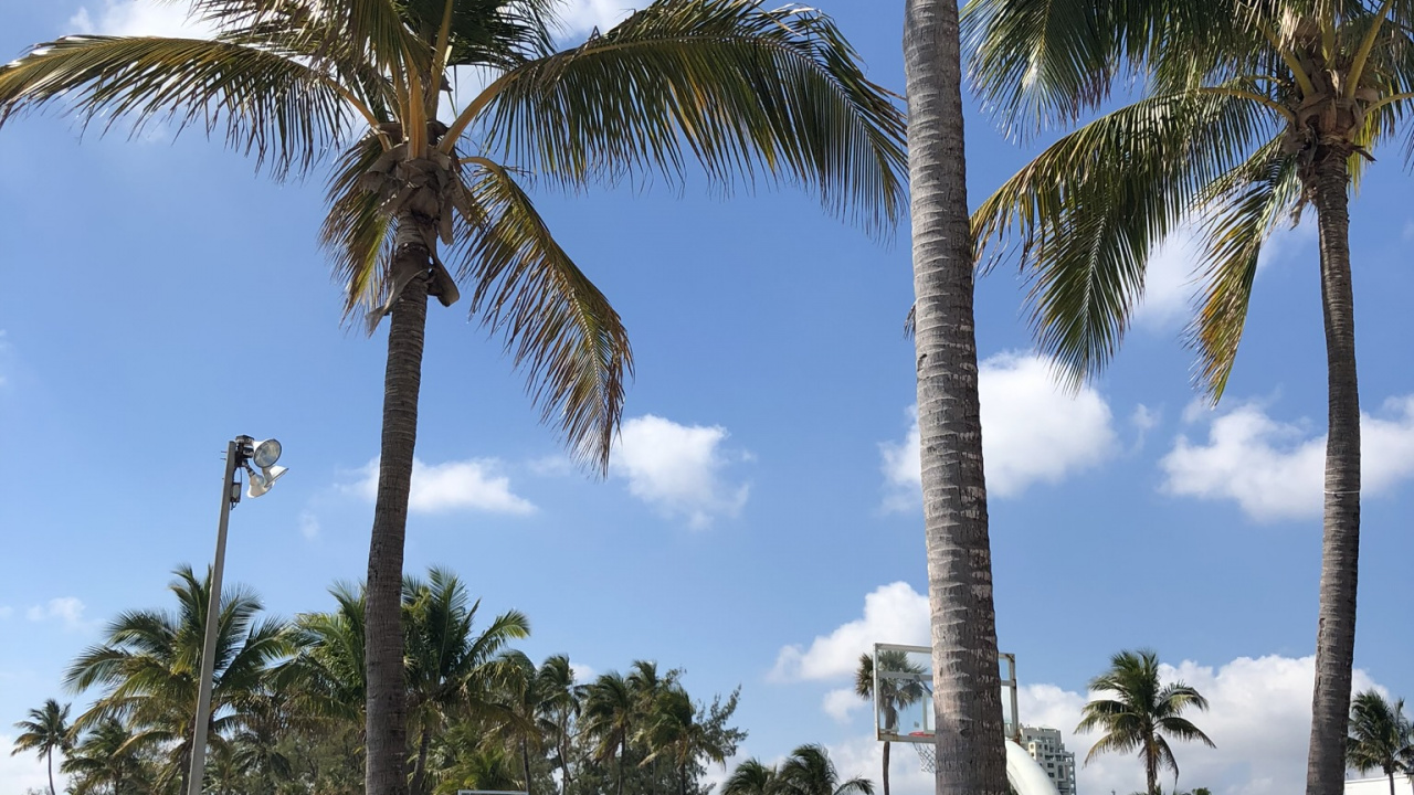 Miami, Palm Tree, Palm Trees, Tourism, Biology. Wallpaper in 1280x720 Resolution