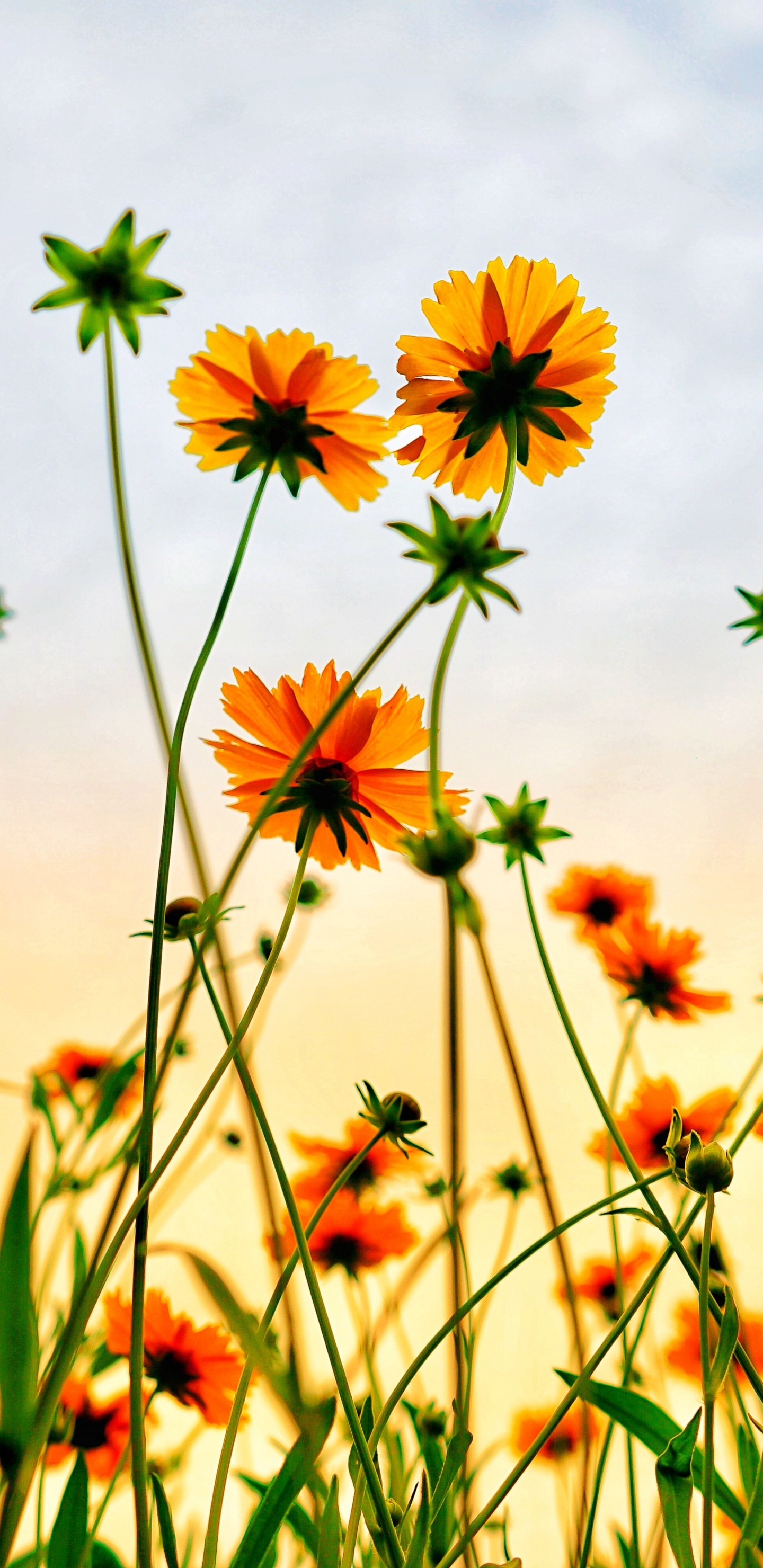 Primavera, Ecorregión, La Gente en la Naturaleza, Pétalo, Paisaje Natural. Wallpaper in 1440x2960 Resolution