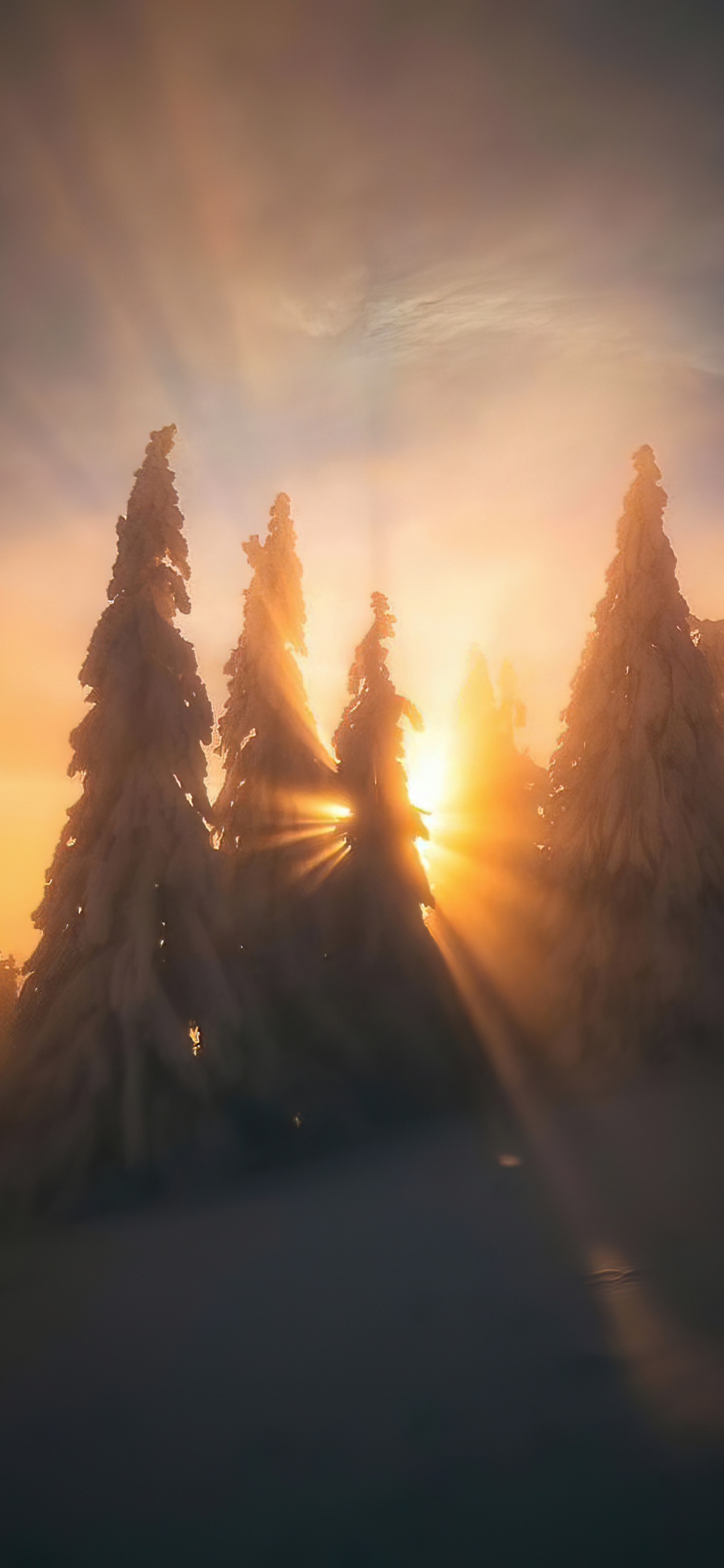 Wake up in The Sky, Cloud, Atmosphere, Plant, Afterglow. Wallpaper in 1125x2436 Resolution