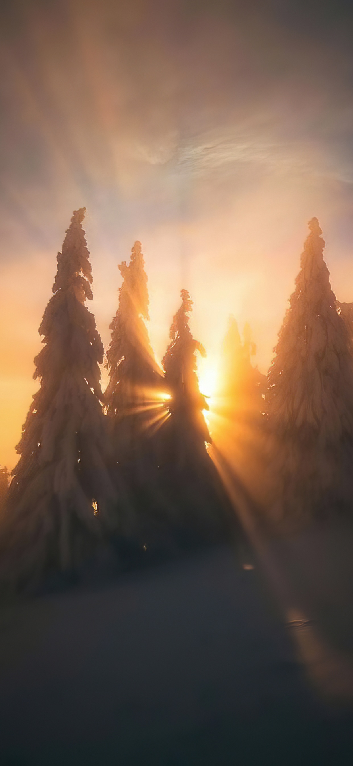 Wake up in The Sky, Cloud, Atmosphere, Plant, Afterglow. Wallpaper in 1242x2688 Resolution