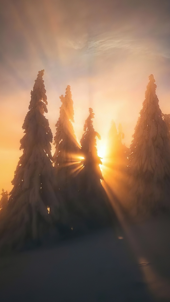 Wake up in The Sky, Cloud, Atmosphere, Plant, Afterglow. Wallpaper in 720x1280 Resolution