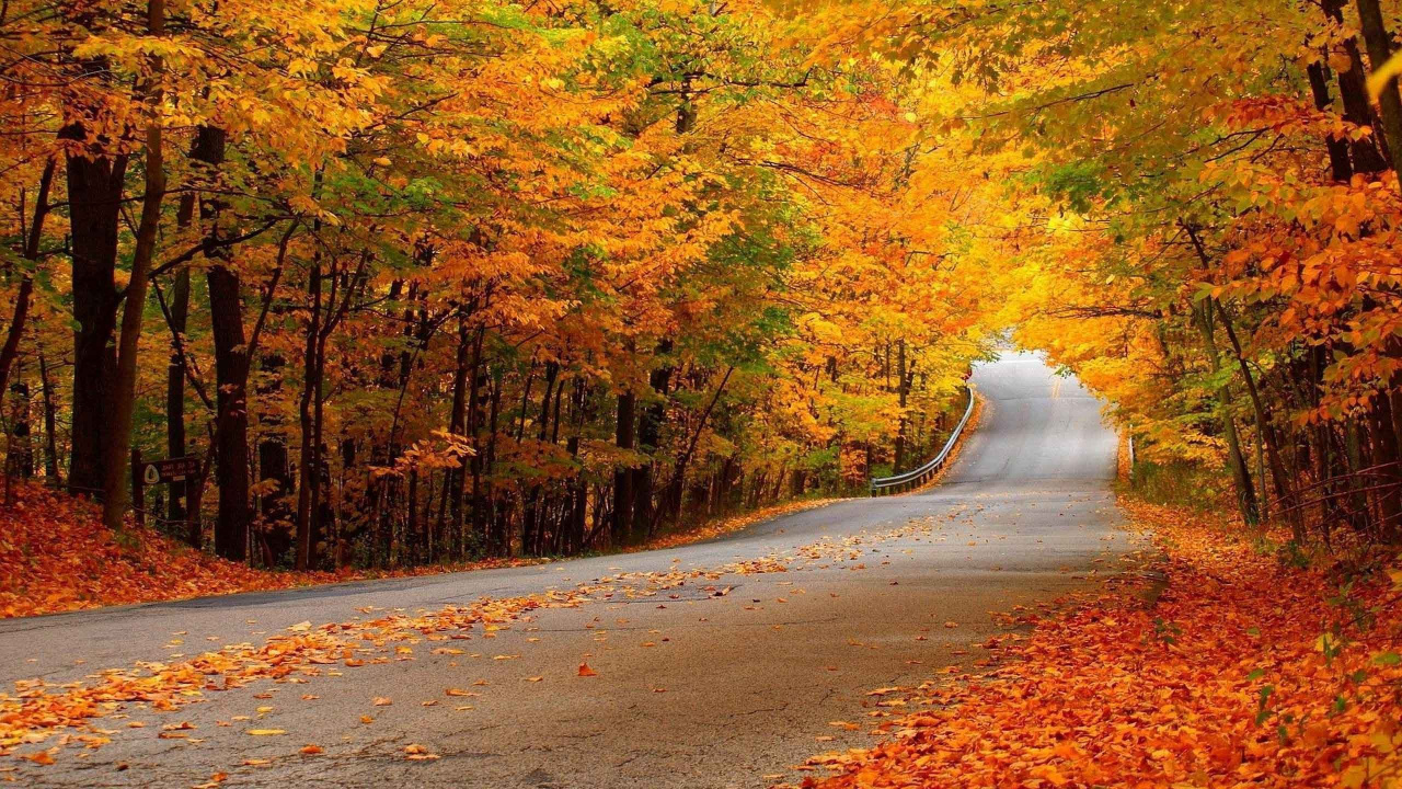 Gray Road in Between Trees. Wallpaper in 1280x720 Resolution