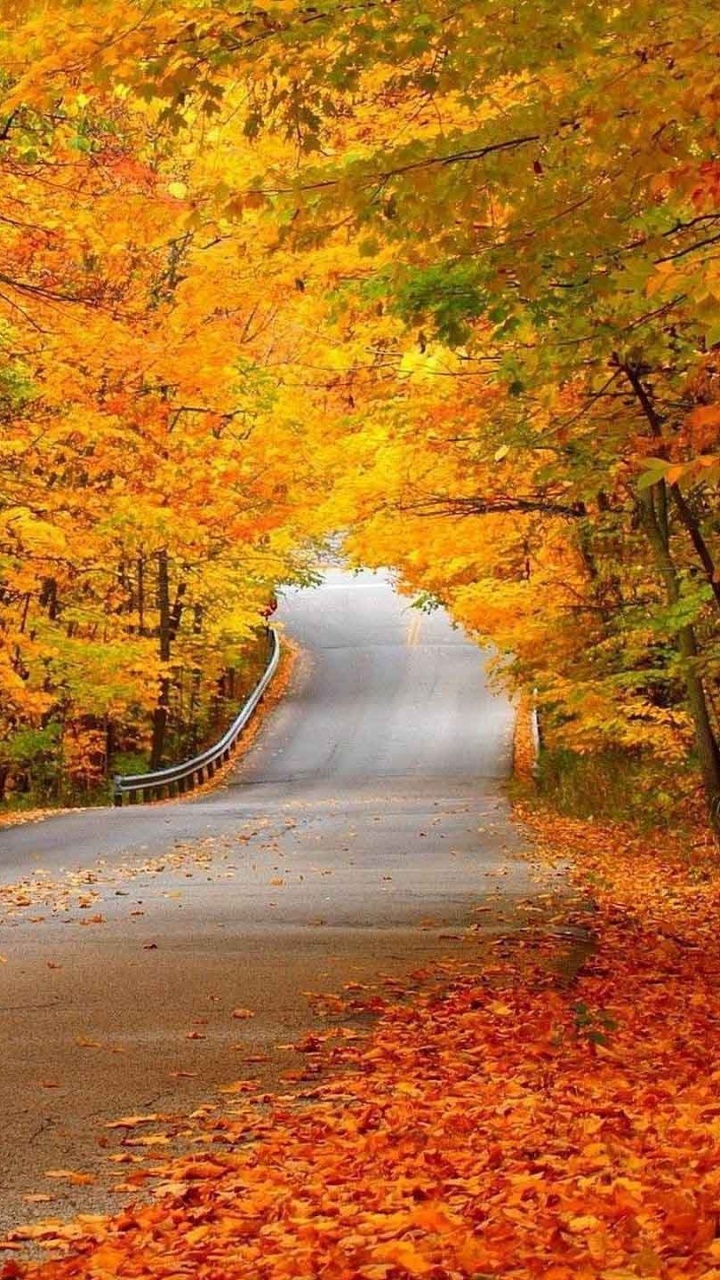 Gray Road in Between Trees. Wallpaper in 720x1280 Resolution