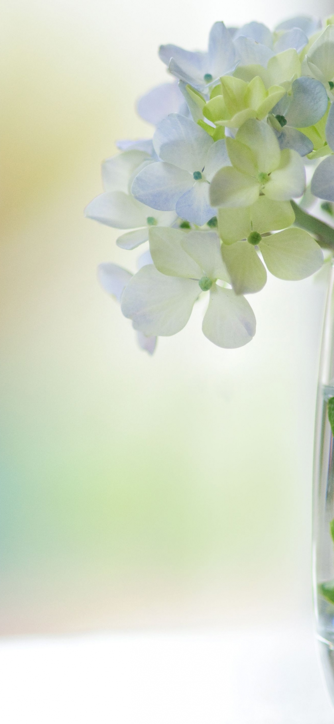 Fleurs Blanches Dans un Vase en Verre Transparent. Wallpaper in 1125x2436 Resolution