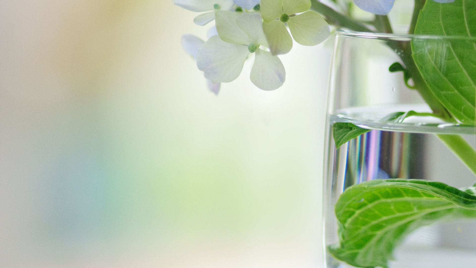 Fleurs Blanches Dans un Vase en Verre Transparent. Wallpaper in 1920x1080 Resolution
