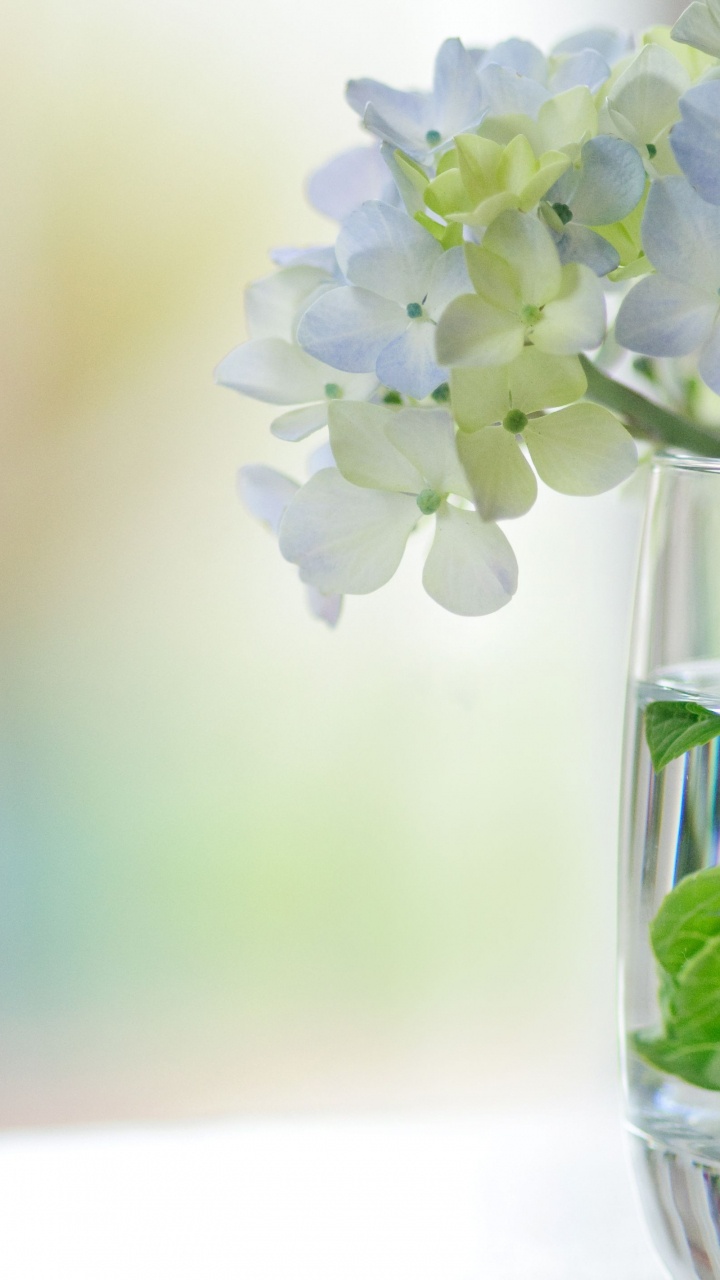 Fleurs Blanches Dans un Vase en Verre Transparent. Wallpaper in 720x1280 Resolution