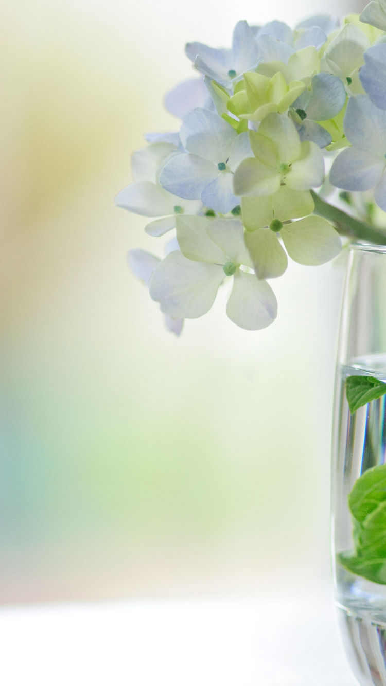 Fleurs Blanches Dans un Vase en Verre Transparent. Wallpaper in 750x1334 Resolution
