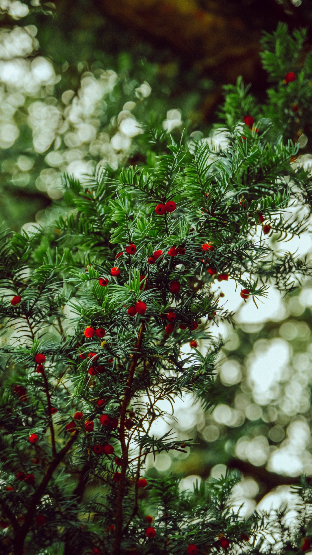 Vegetation, Gr, Baum, Blatt, Branch. Wallpaper in 1080x1920 Resolution