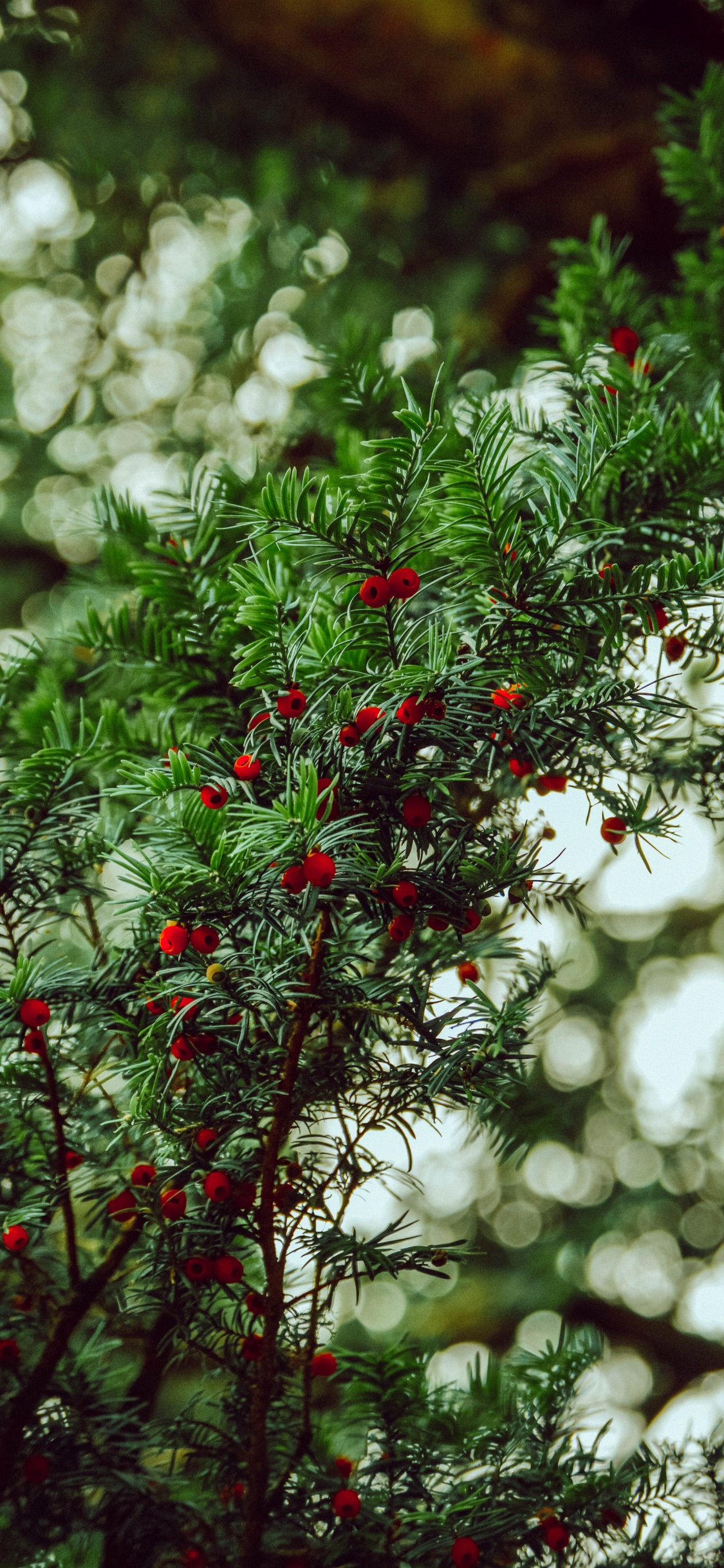 Vegetation, English Yew, Green, Red, Tree. Wallpaper in 1125x2436 Resolution