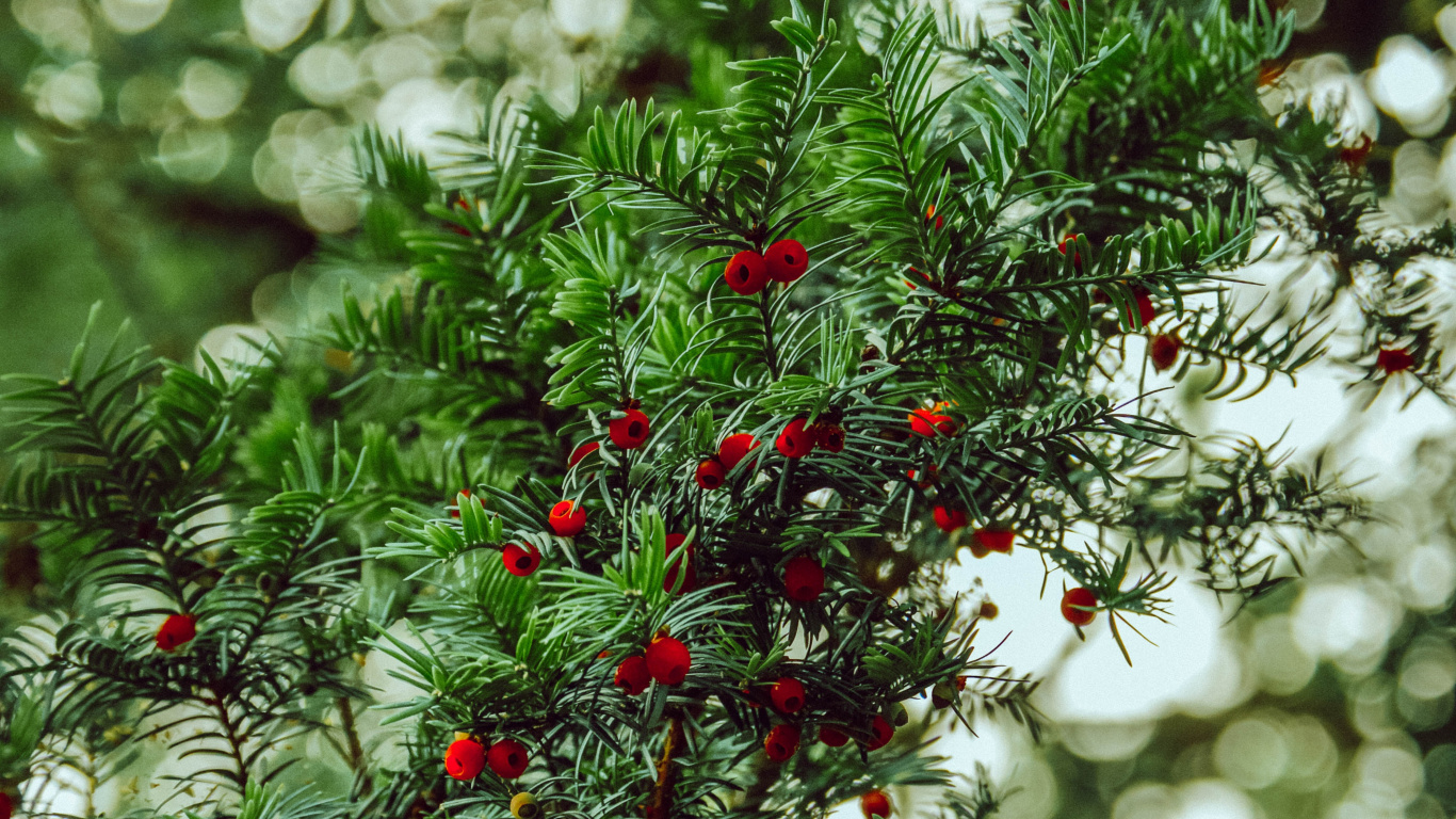 Vegetation, English Yew, Green, Red, Tree. Wallpaper in 1366x768 Resolution