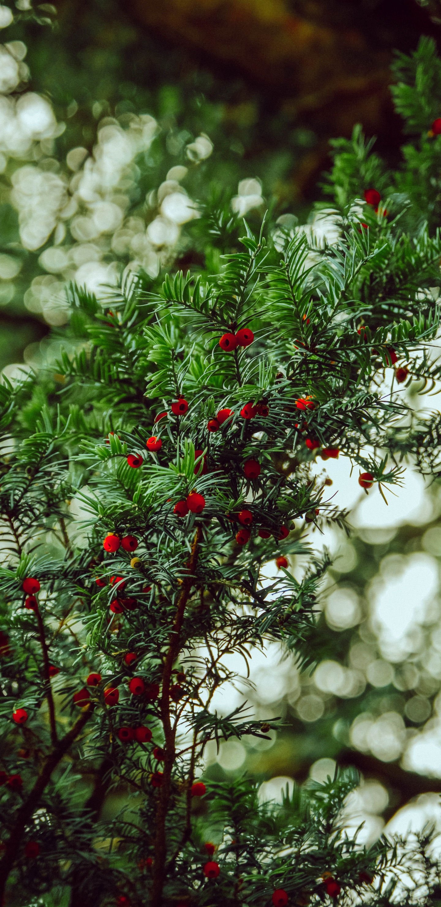 Vegetation, English Yew, Green, Red, Tree. Wallpaper in 1440x2960 Resolution