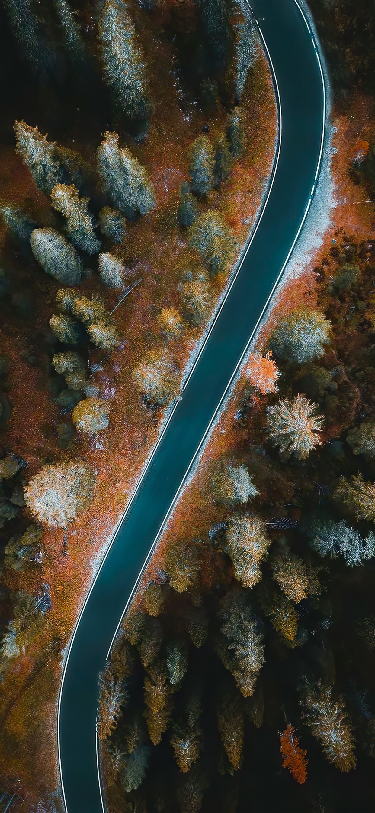 Underwater, Coral Reef, Marine Biology, Plant, Natural Environment. Wallpaper in 1242x2688 Resolution