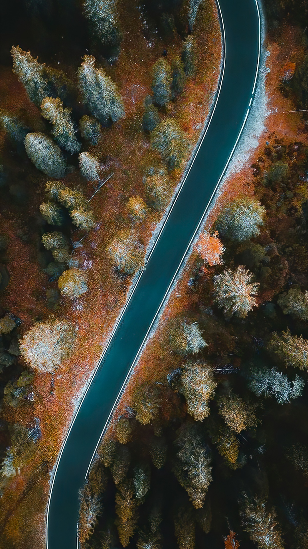 Unterwasser, Korallenriff, Marine Biologie, Natürlichen Umgebung, Botanik. Wallpaper in 1080x1920 Resolution