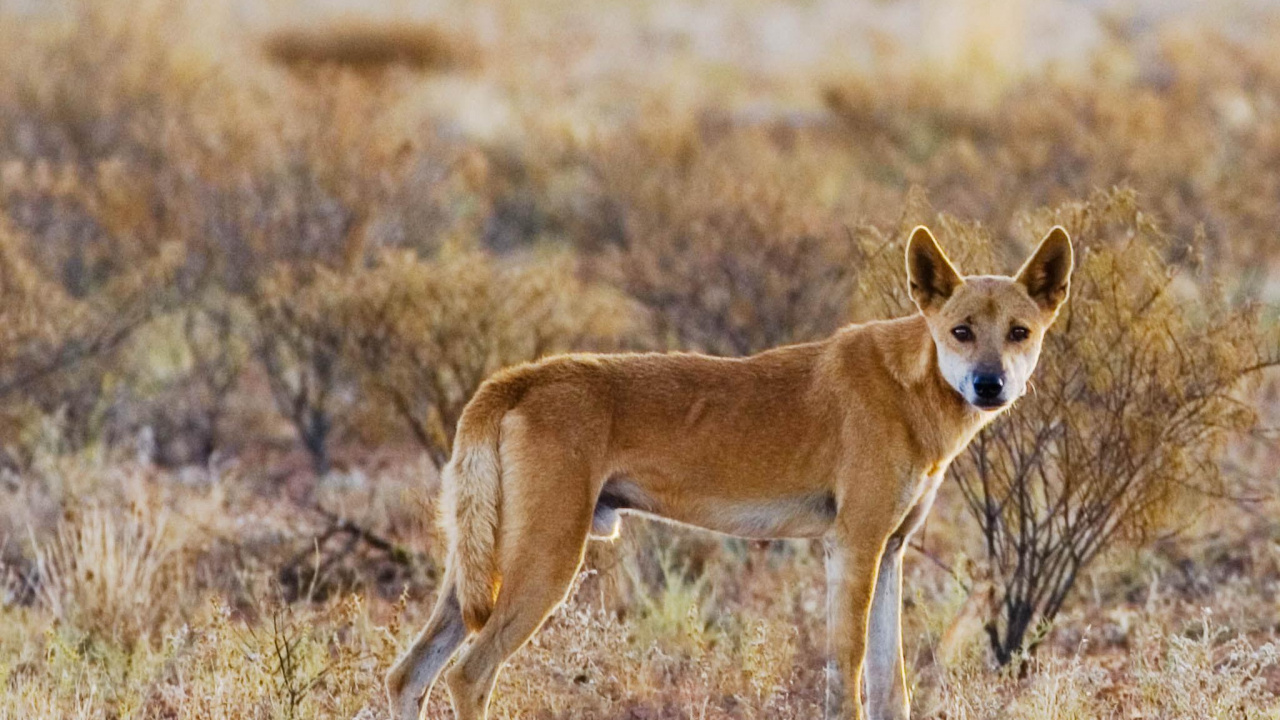 Perro de Pelo Corto Marrón en Campo de Hierba Marrón Durante el Día. Wallpaper in 1280x720 Resolution