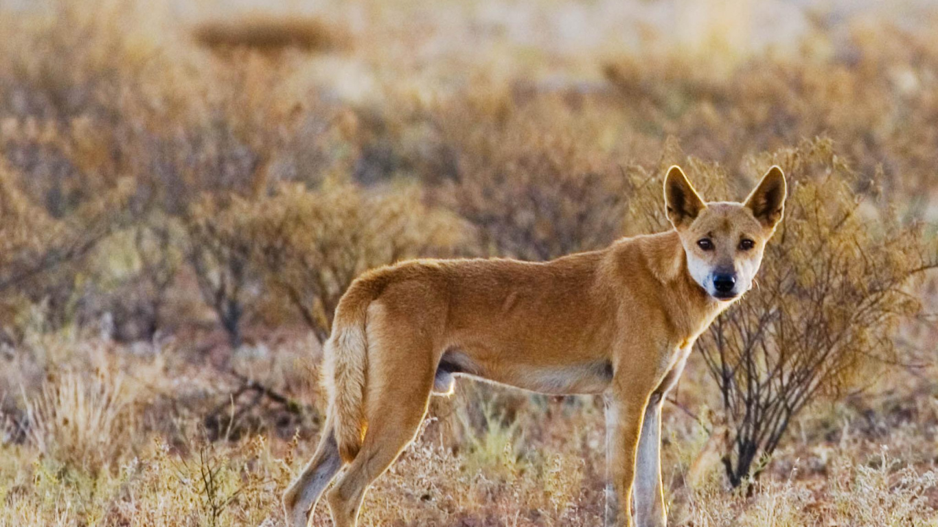 Perro de Pelo Corto Marrón en Campo de Hierba Marrón Durante el Día. Wallpaper in 1366x768 Resolution