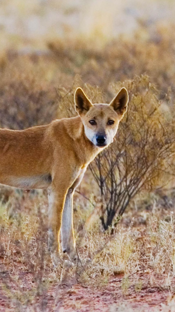 Brown Short Coated Dog on Brown Grass Field During Daytime. Wallpaper in 720x1280 Resolution