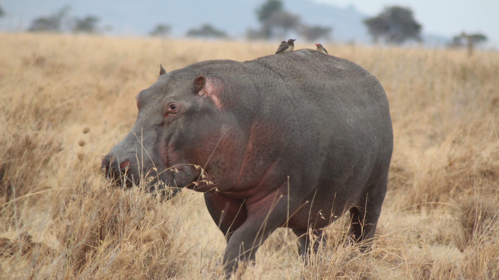 Black Rhinoceros on Brown Grass Field During Daytime. Wallpaper in 1920x1080 Resolution