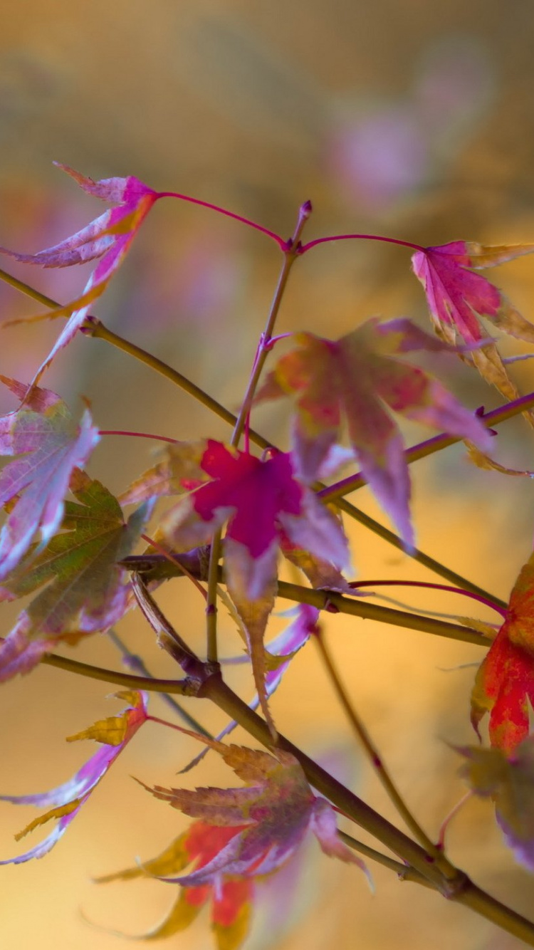 Lila Und Gelbe Blume in Tilt-Shift-Linse. Wallpaper in 750x1334 Resolution