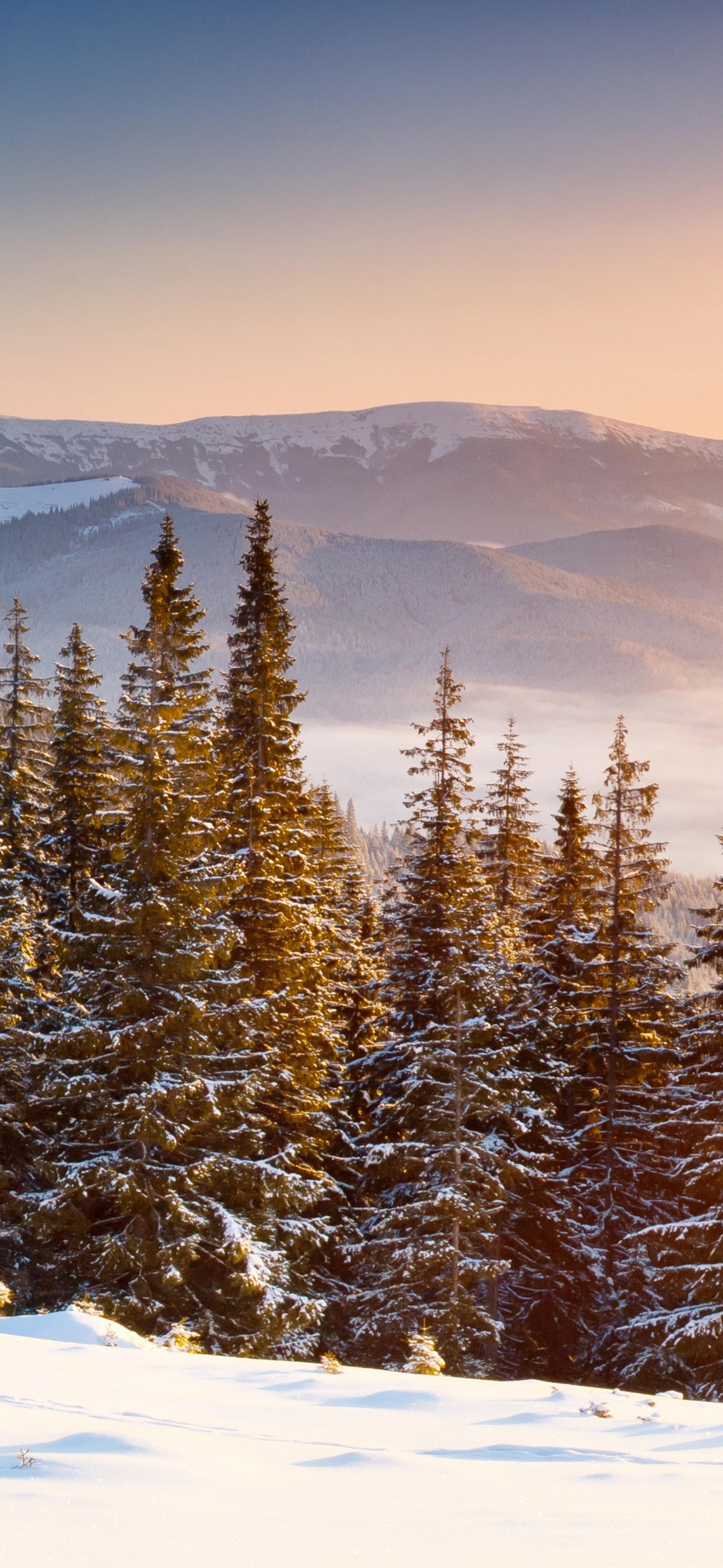 Green Pine Trees on Snow Covered Ground During Daytime. Wallpaper in 1125x2436 Resolution