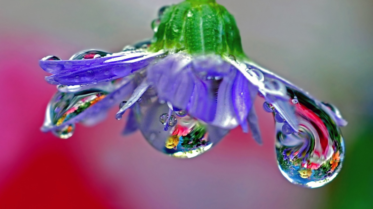 Fleur Violette Avec Des Gouttelettes D'eau. Wallpaper in 1280x720 Resolution