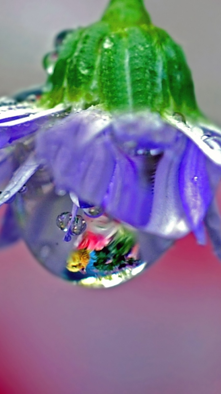 Purple Flower With Water Droplets. Wallpaper in 720x1280 Resolution