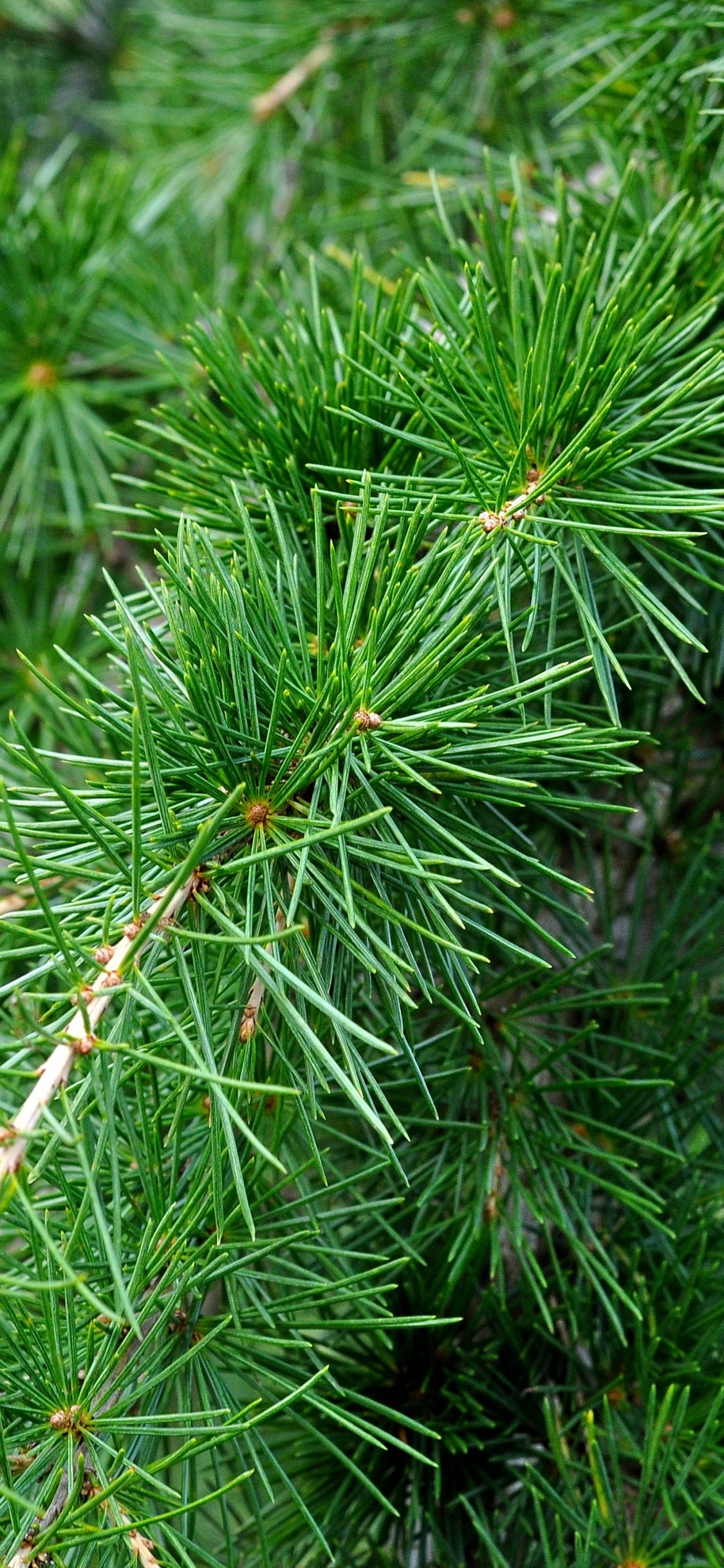 Pin Vert en Photographie Rapprochée. Wallpaper in 1125x2436 Resolution