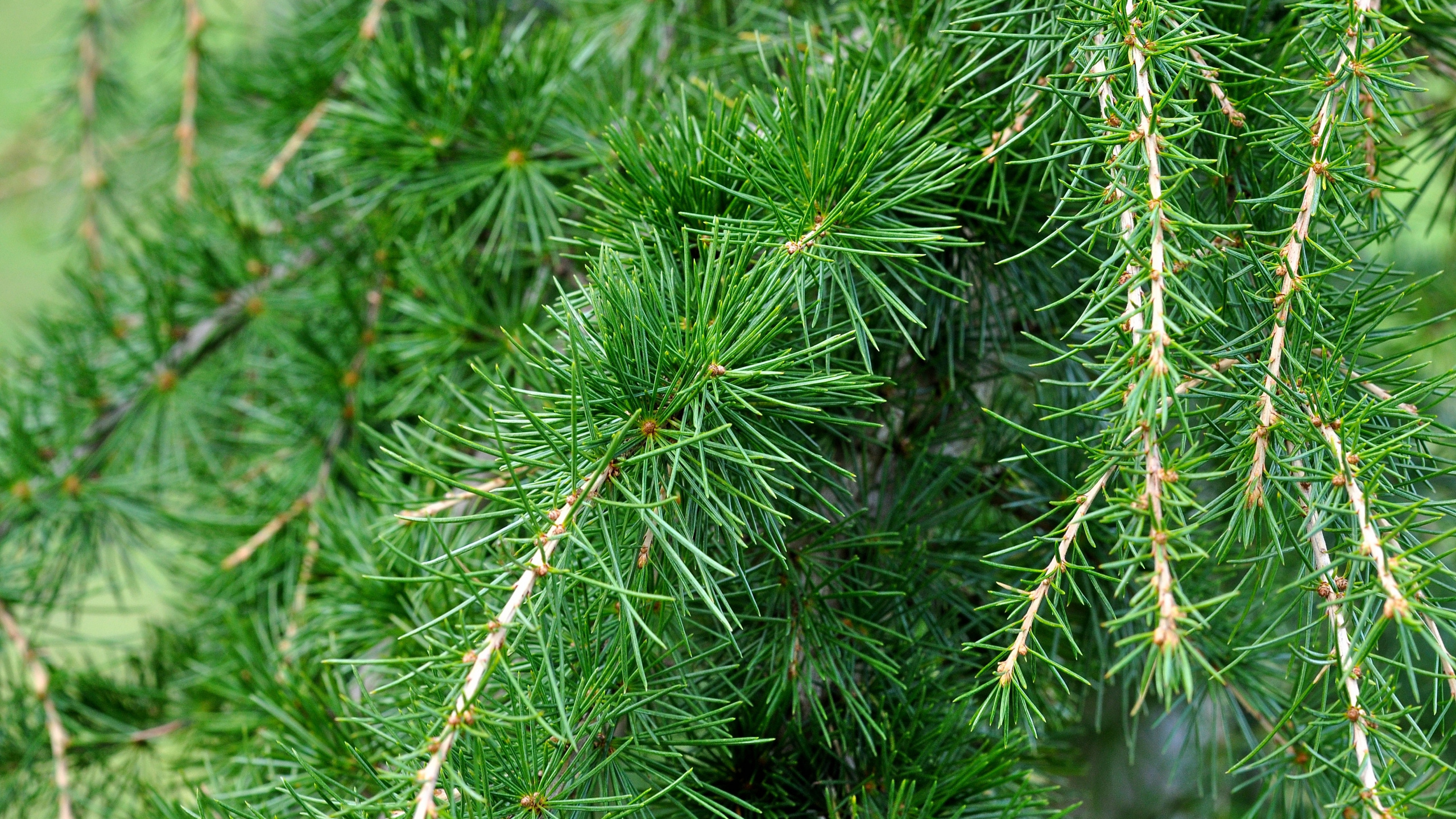 Pin Vert en Photographie Rapprochée. Wallpaper in 2560x1440 Resolution