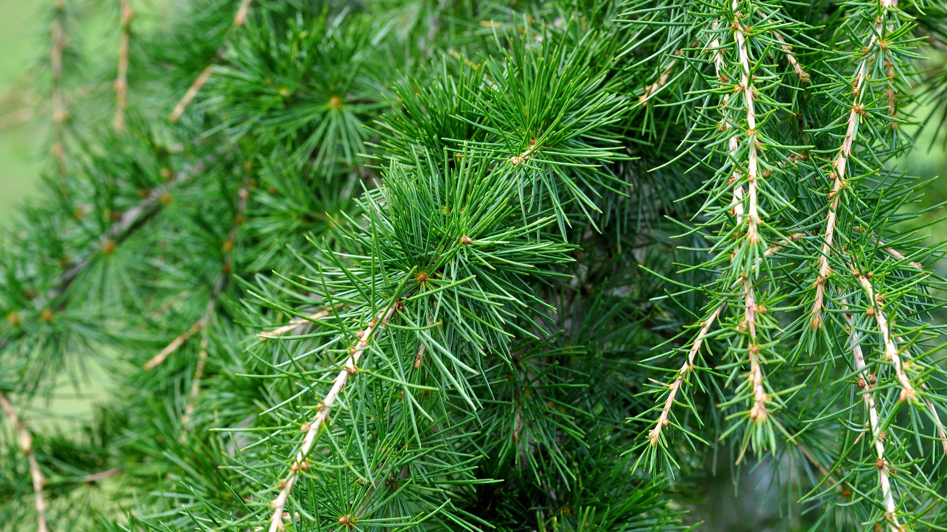 Green Pine Tree in Close up Photography. Wallpaper in 1920x1080 Resolution