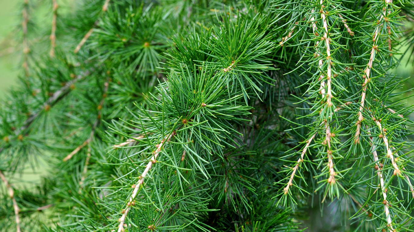 Grüne Kiefer in Nahaufnahme. Wallpaper in 1366x768 Resolution