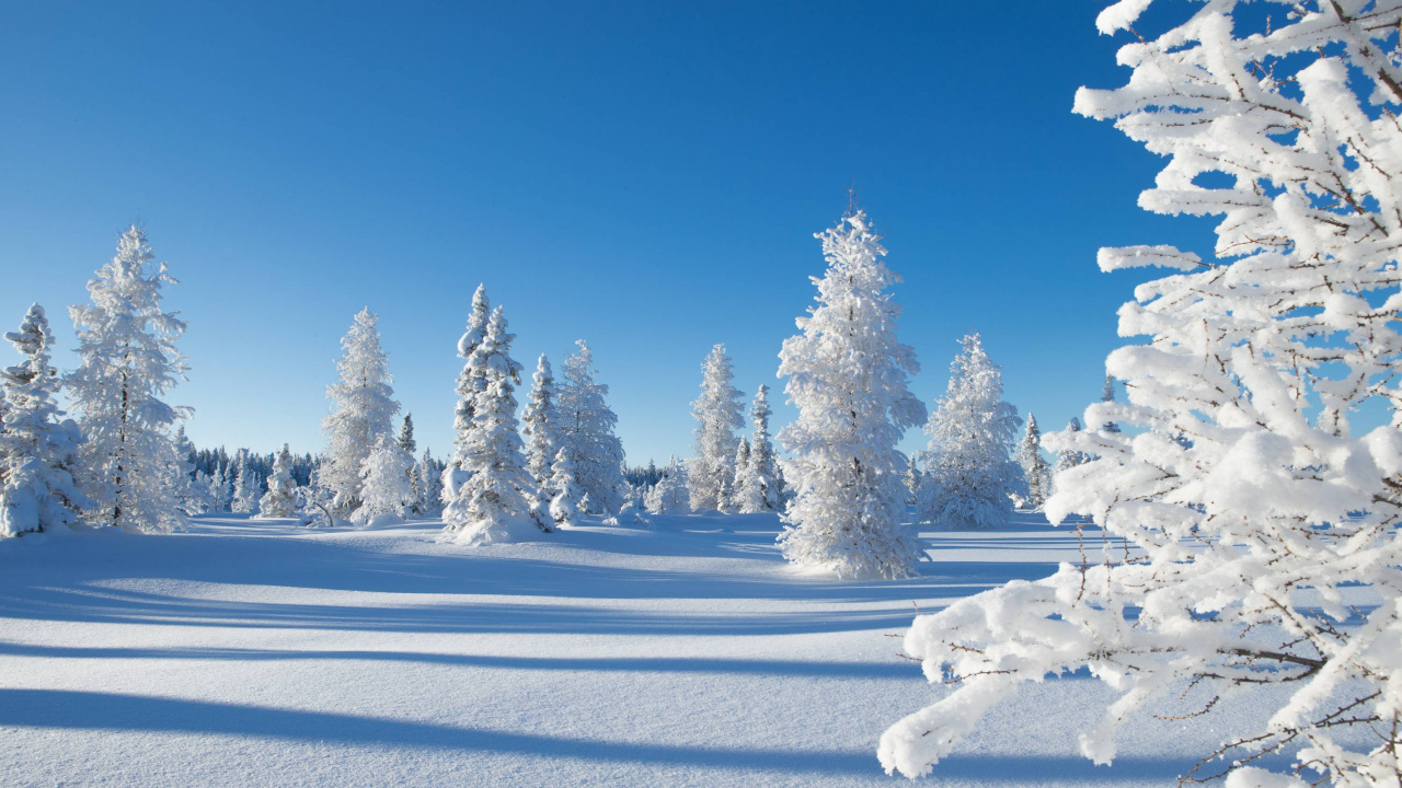 Pinos Cubiertos de Nieve Durante el Día. Wallpaper in 1280x720 Resolution