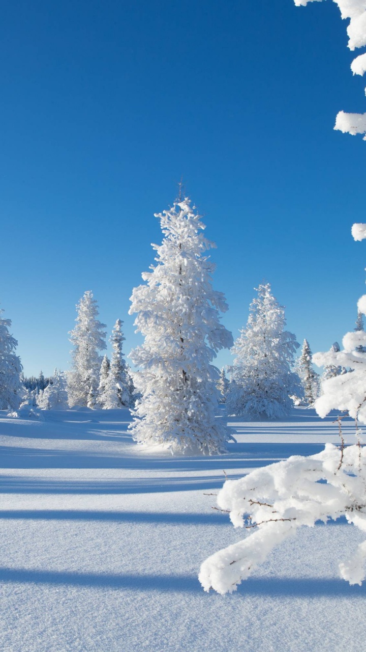 Pinos Cubiertos de Nieve Durante el Día. Wallpaper in 720x1280 Resolution