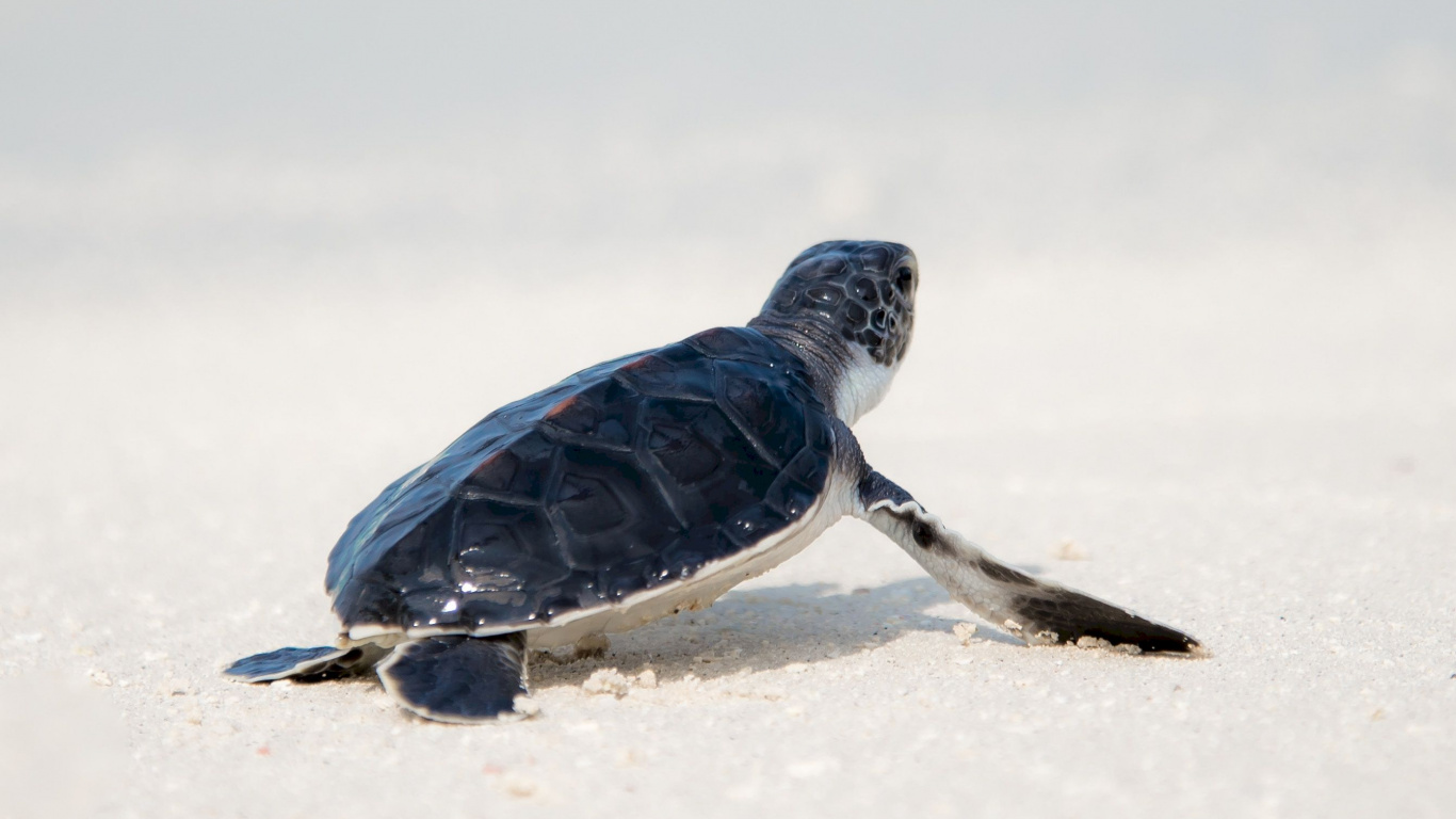 Schwarzer Und Weißer Vogel Auf Weißem Schnee Tagsüber. Wallpaper in 1366x768 Resolution