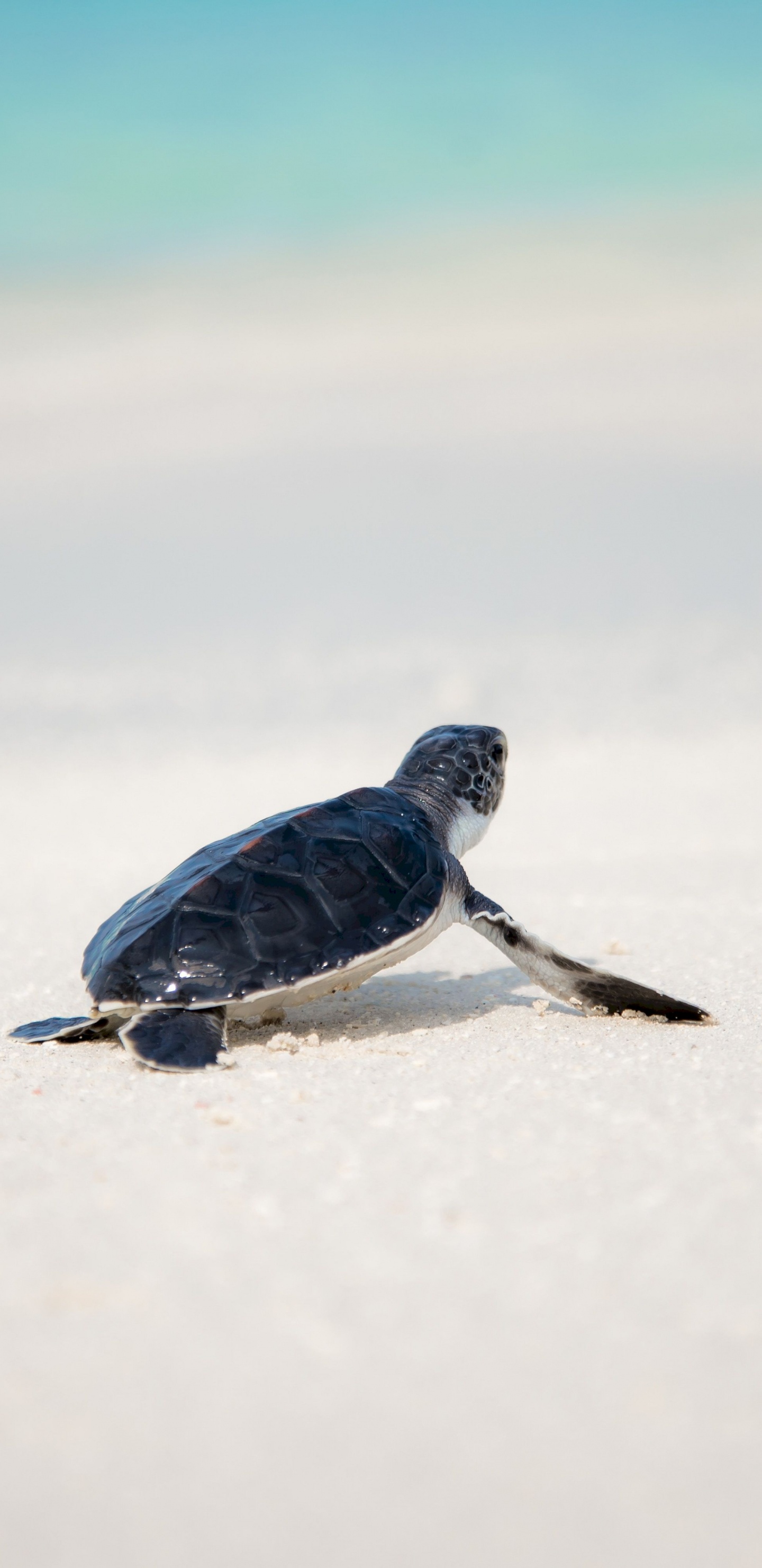 Schwarzer Und Weißer Vogel Auf Weißem Schnee Tagsüber. Wallpaper in 1440x2960 Resolution