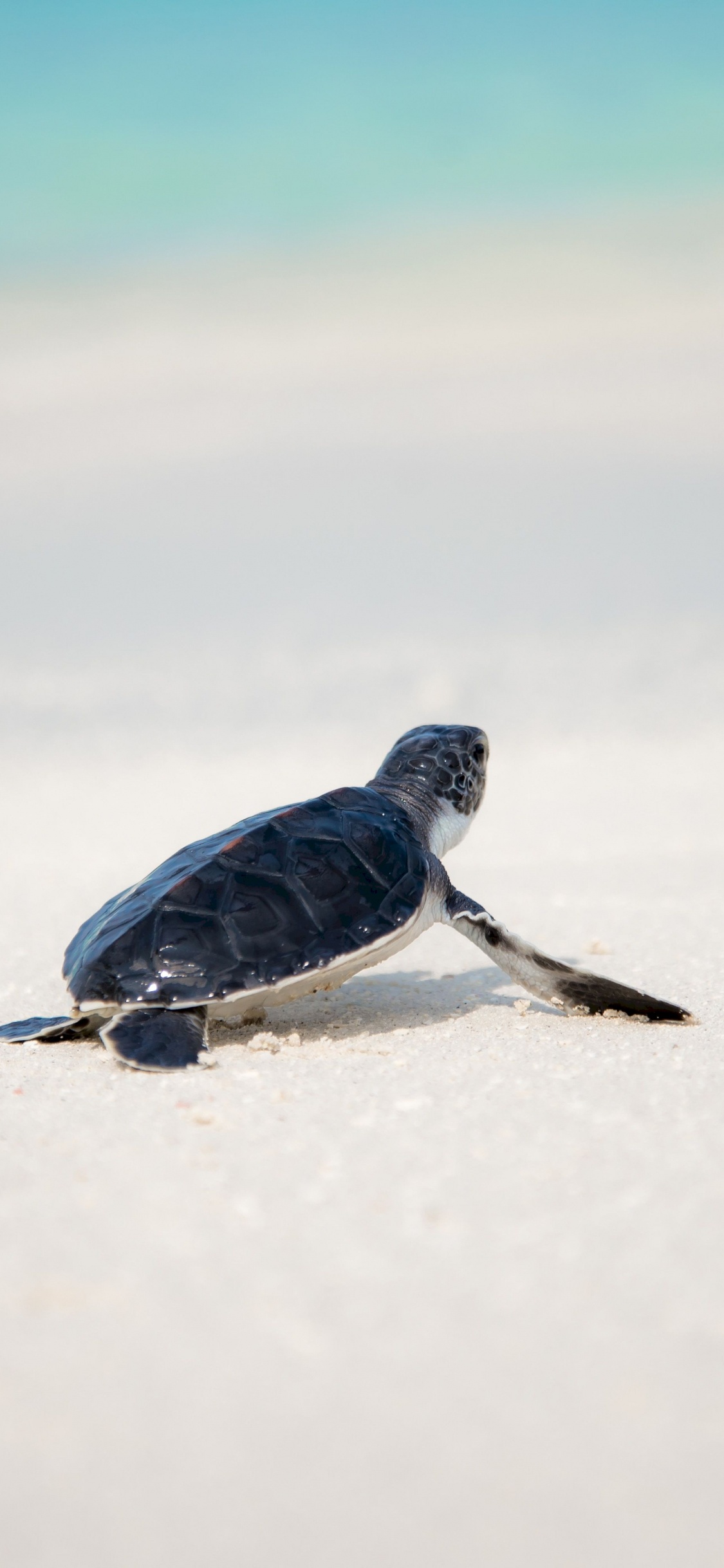 Oiseau Noir et Blanc Sur Neige Blanche Pendant la Journée. Wallpaper in 1125x2436 Resolution
