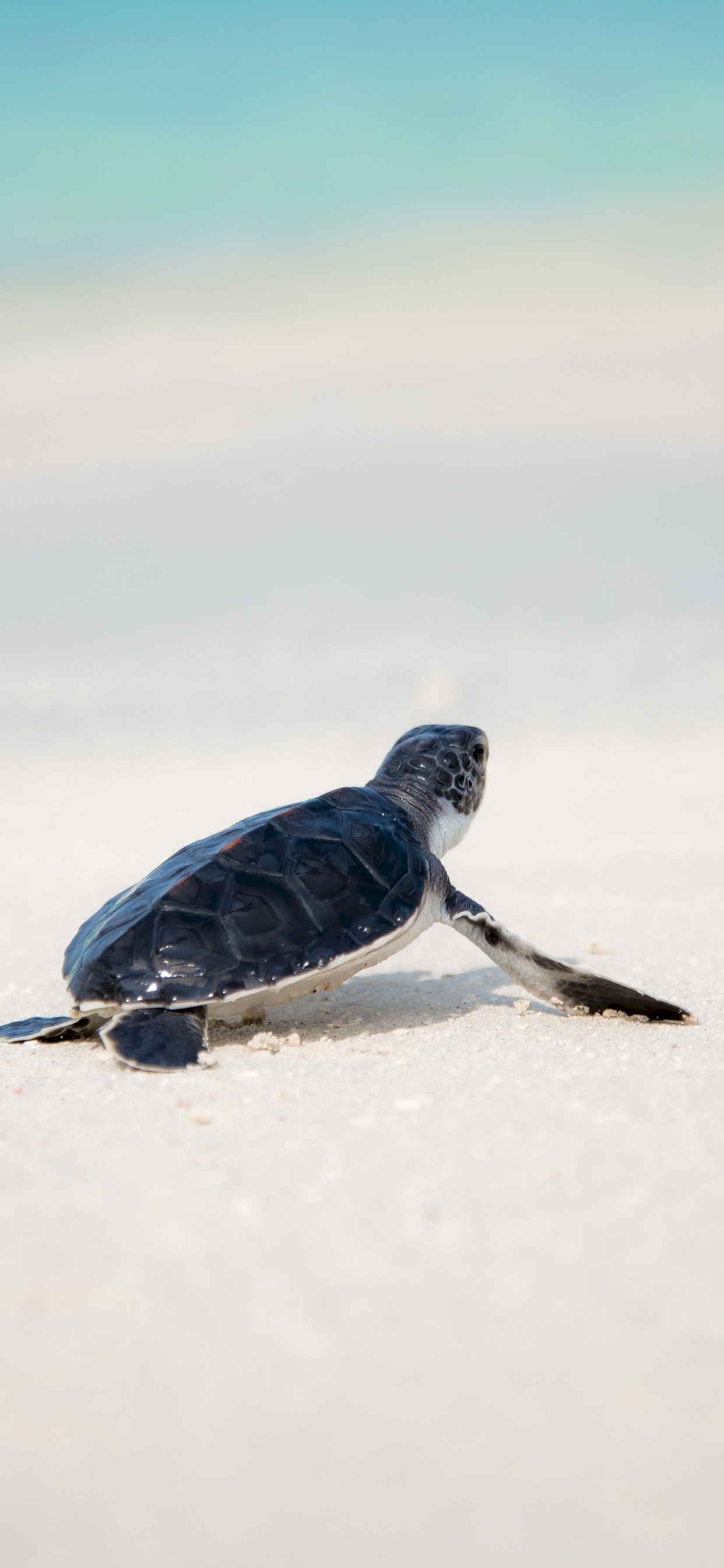 Oiseau Noir et Blanc Sur Neige Blanche Pendant la Journée. Wallpaper in 1242x2688 Resolution