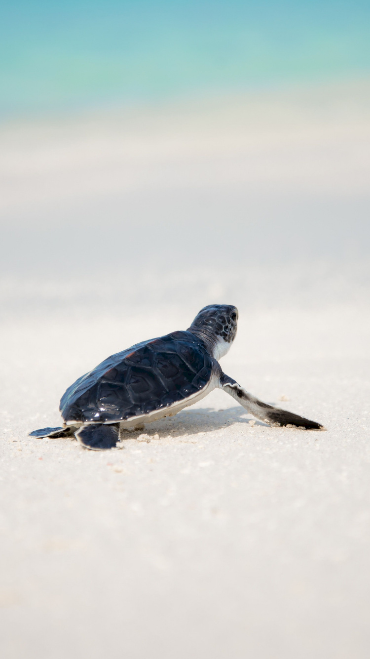 Oiseau Noir et Blanc Sur Neige Blanche Pendant la Journée. Wallpaper in 750x1334 Resolution