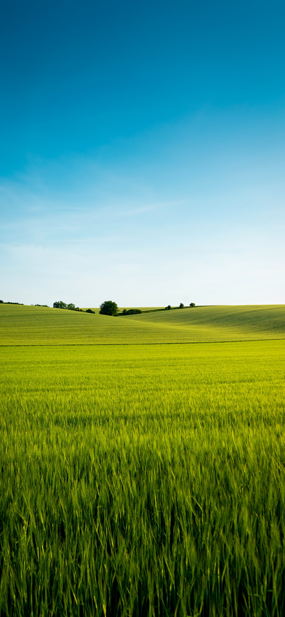 Chinese Language, Plant, People in Nature, Natural Landscape, Cloud. Wallpaper in 1125x2436 Resolution