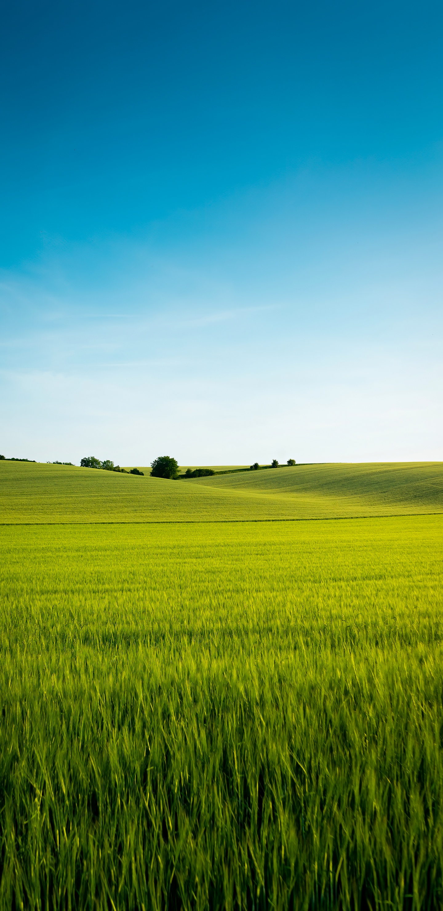 Chinese Language, Plant, People in Nature, Natural Landscape, Cloud. Wallpaper in 1440x2960 Resolution