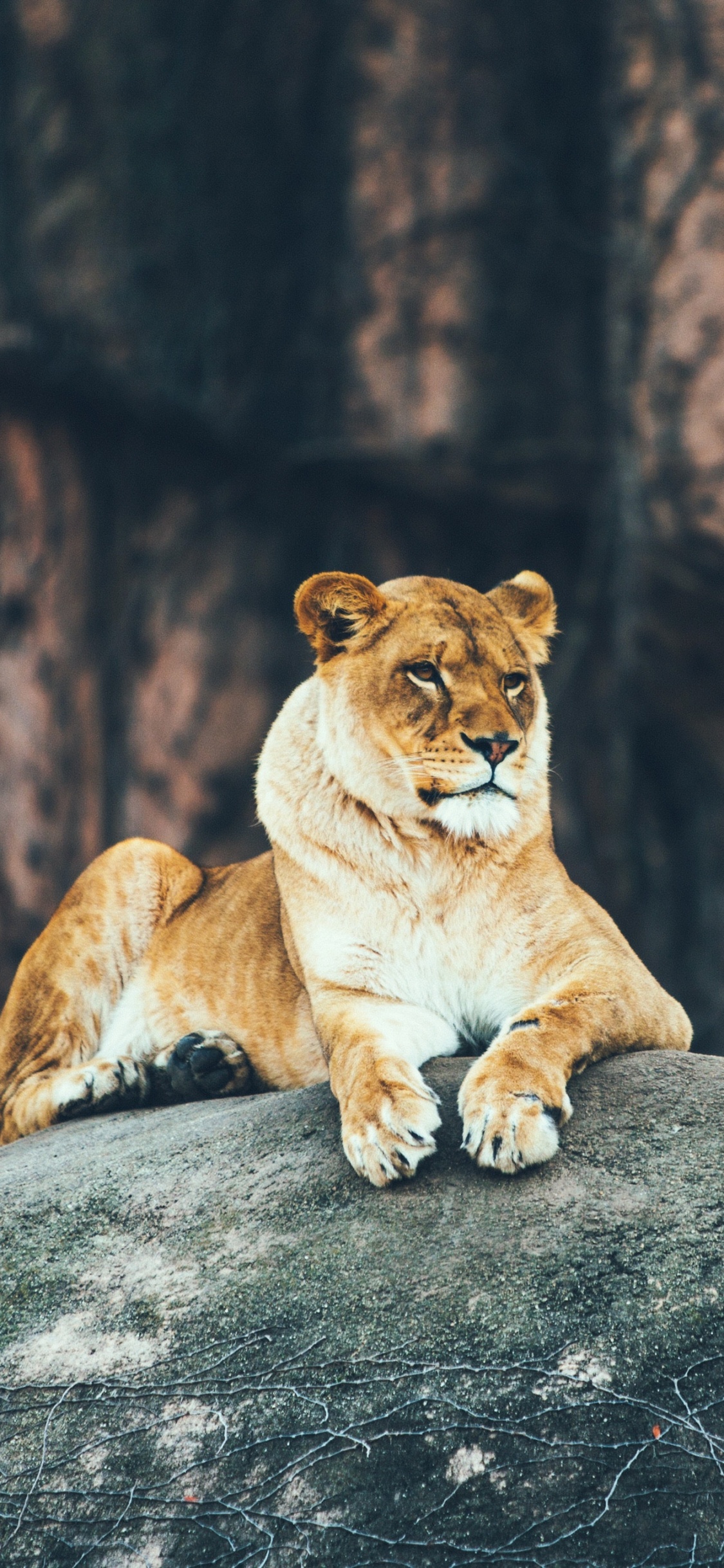 Lionne Brune Sur la Roche Grise Pendant la Journée. Wallpaper in 1125x2436 Resolution
